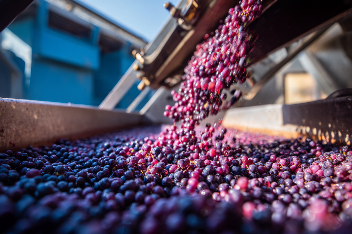 Harvest grapes tumbling into the crush pad