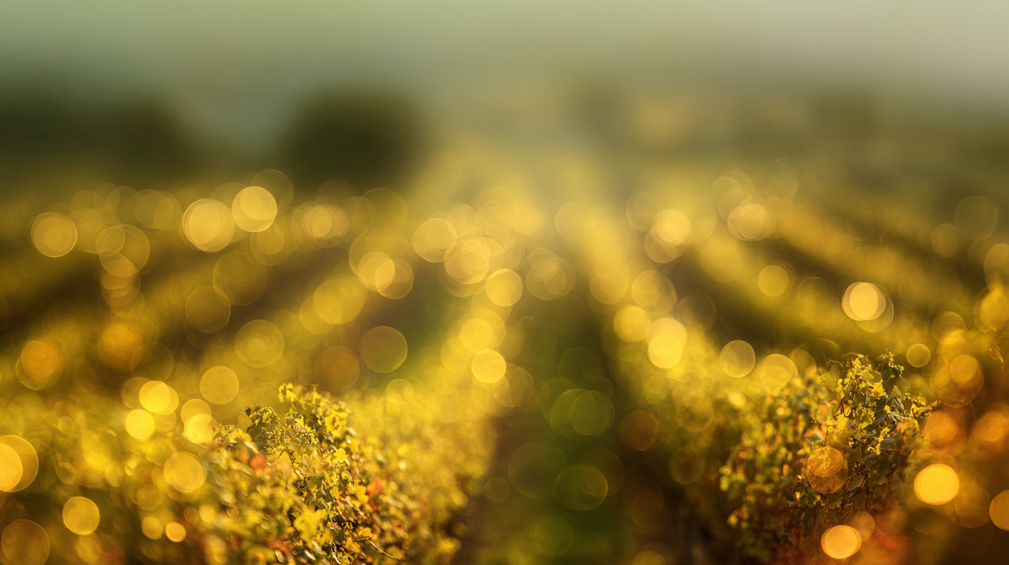 Vineyard rows at Northern Hollow dissolving into golden morning light