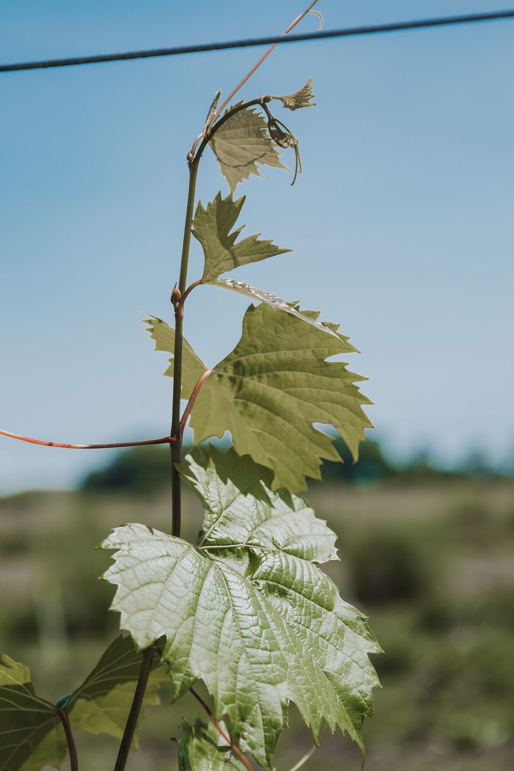 Young vines climbing the trellis wire in the Northern Hollow vineyard